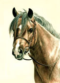 Hunter, Equine Art - Melissa's Jake